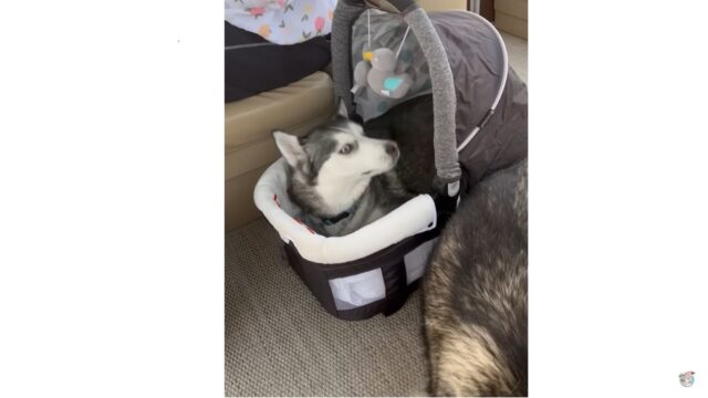 L’Husky ha deciso: è il momento di rubare il passeggino del suo fratellino umano