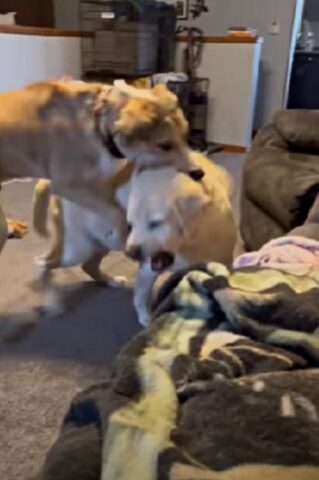 I due cani iperattivi litigano: interviene l’amico procione per riportare l’ordine in casa