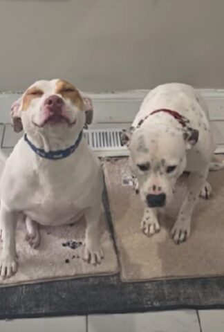 I due cani reagiscono molto diversamente al rimprovero dopo aver rubato il cibo