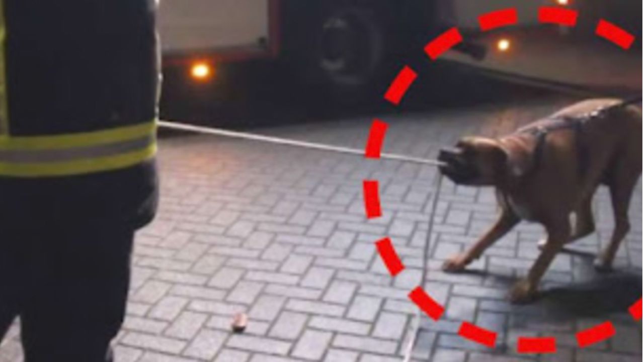 Cane randagio tira una corda per aiutare i vigili del fuoco