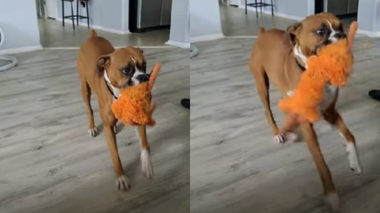 boxer con peluche