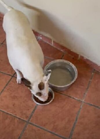 Il Bull Terrier esigente ha deciso: non mangerà i croccantini se prima non li riempirà d’acqua
