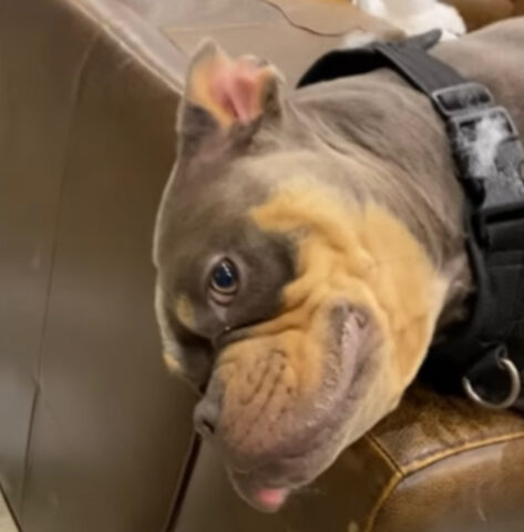 Il Bulldog distrugge il divano e poi implora perdono con un’espressione esilarante
