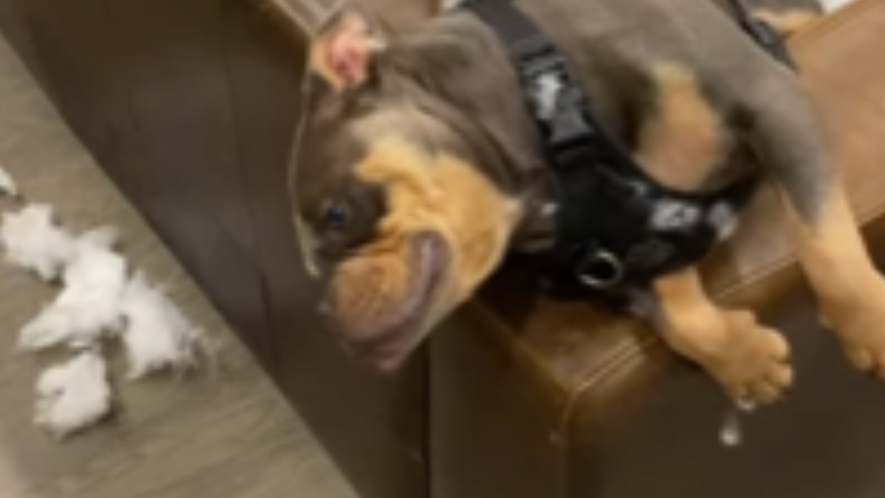 Cane si riposa sul divano che ha rotto