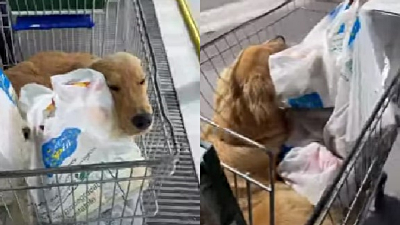 golden retriever nel carrello