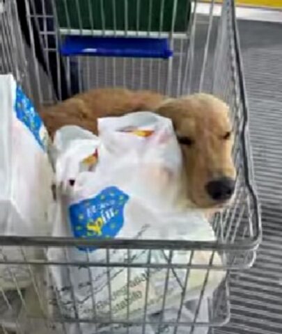 Il Golden Retriever è decisamente contento di fare un giro nel carrello del supermercato