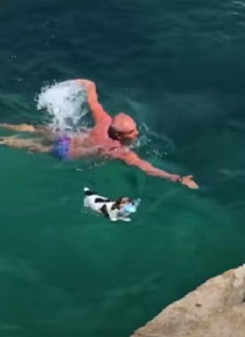 Il Jack Russell pratica il suo sport preferito: il tuffo dalla scogliera