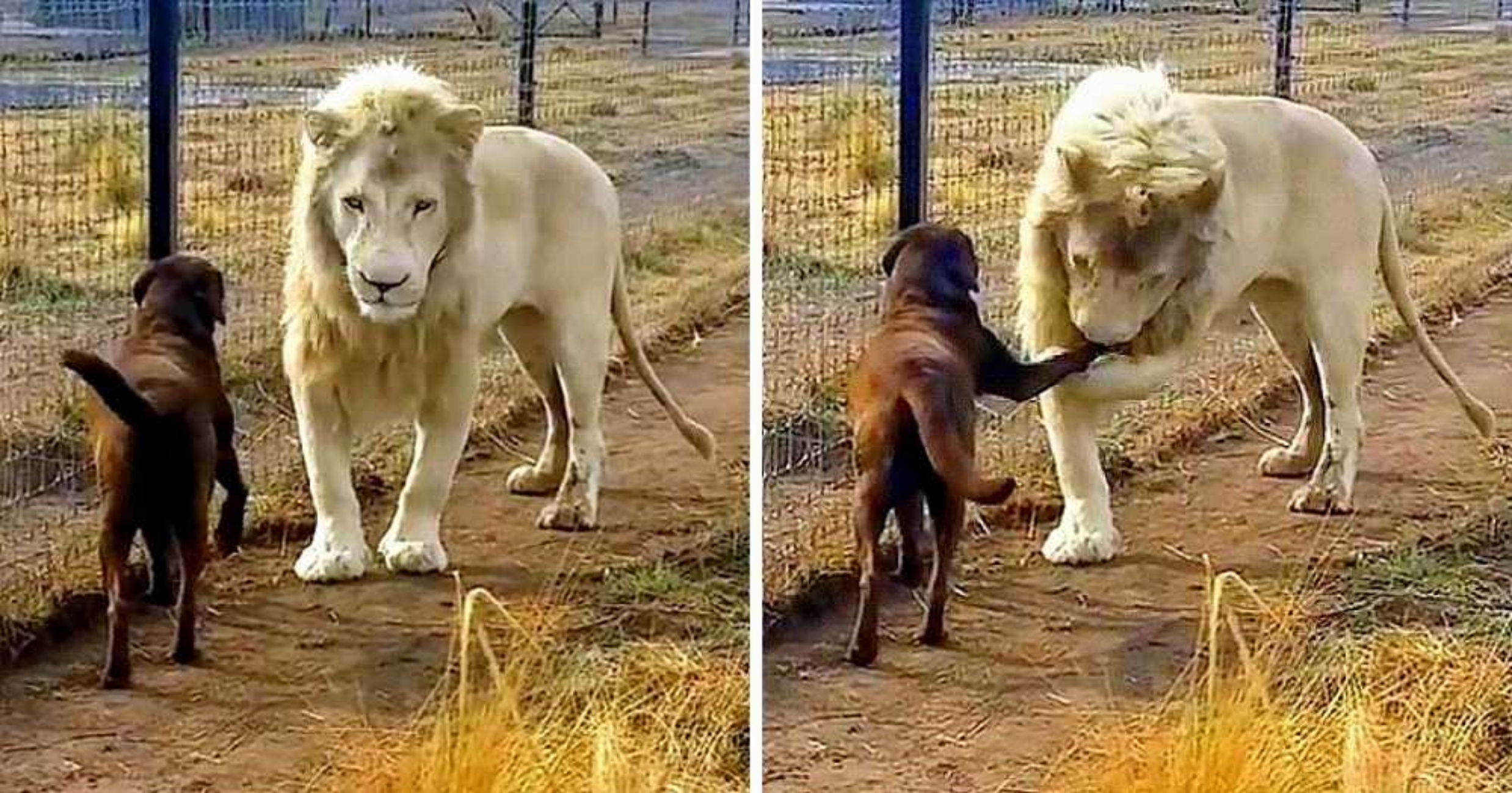 leone e labrador