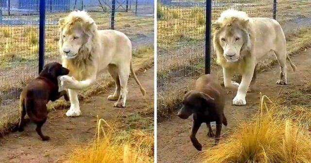 Il Labrador si trova faccia a faccia con un leone bianco, ma non sembra scomporsi