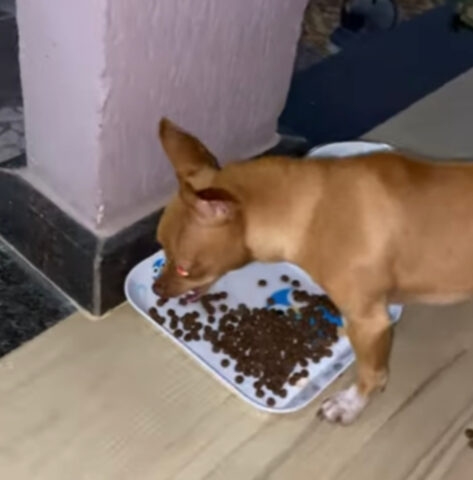 Il Pinscher affamato non si limita a mangiare: attacca letteralmente la sua ciotola