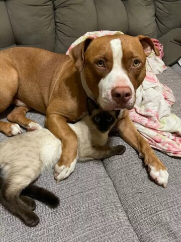 Il Pit Bull odiava i gatti, ma alla fine è diventato il papà adottivo di questo micetto