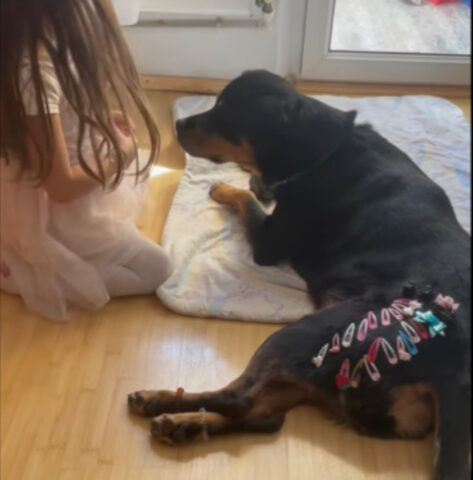 Il Rottweiler è l’amico perfetto per questa bambina: insieme fanno un gioco da “signorine”