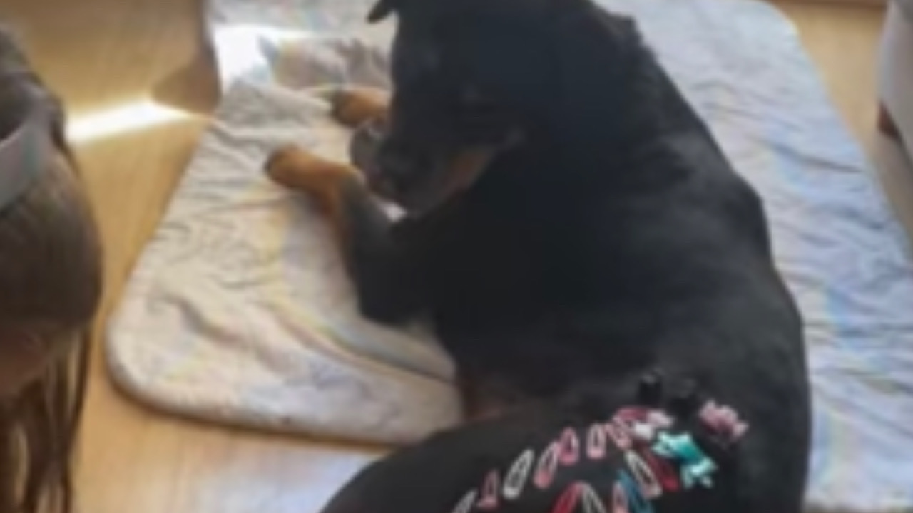 Rottweiler è amico con la bambina e gioca con lei