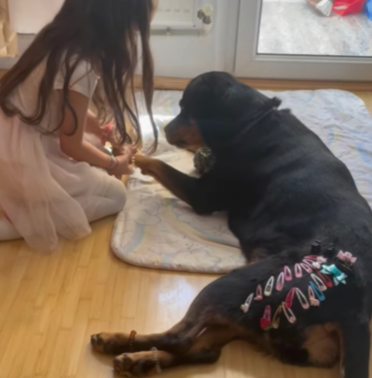 Rottweiler è amichevole con la bambina