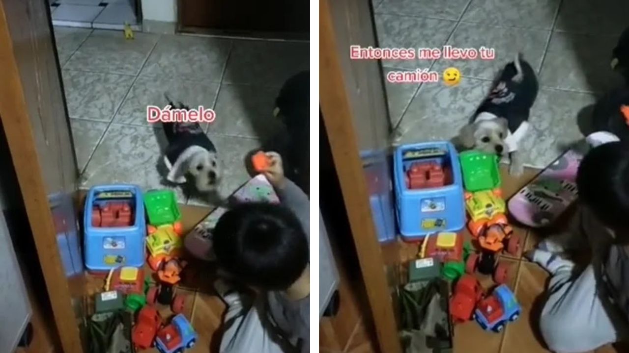 il cane ruba un gioco al bambino