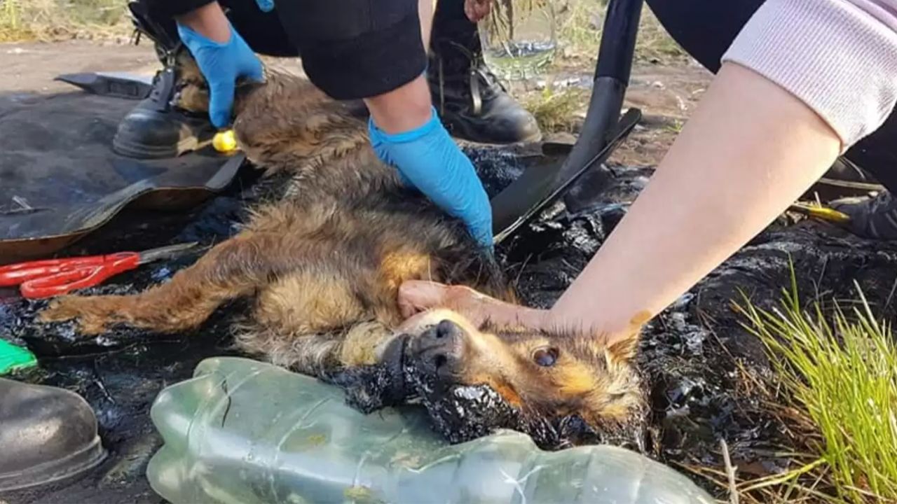 Il cagnolino abbaia per chiedere aiuto