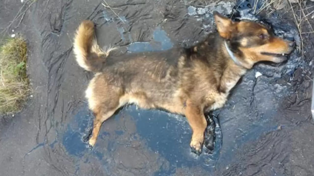 Cagnolino intrappolato nel catrame