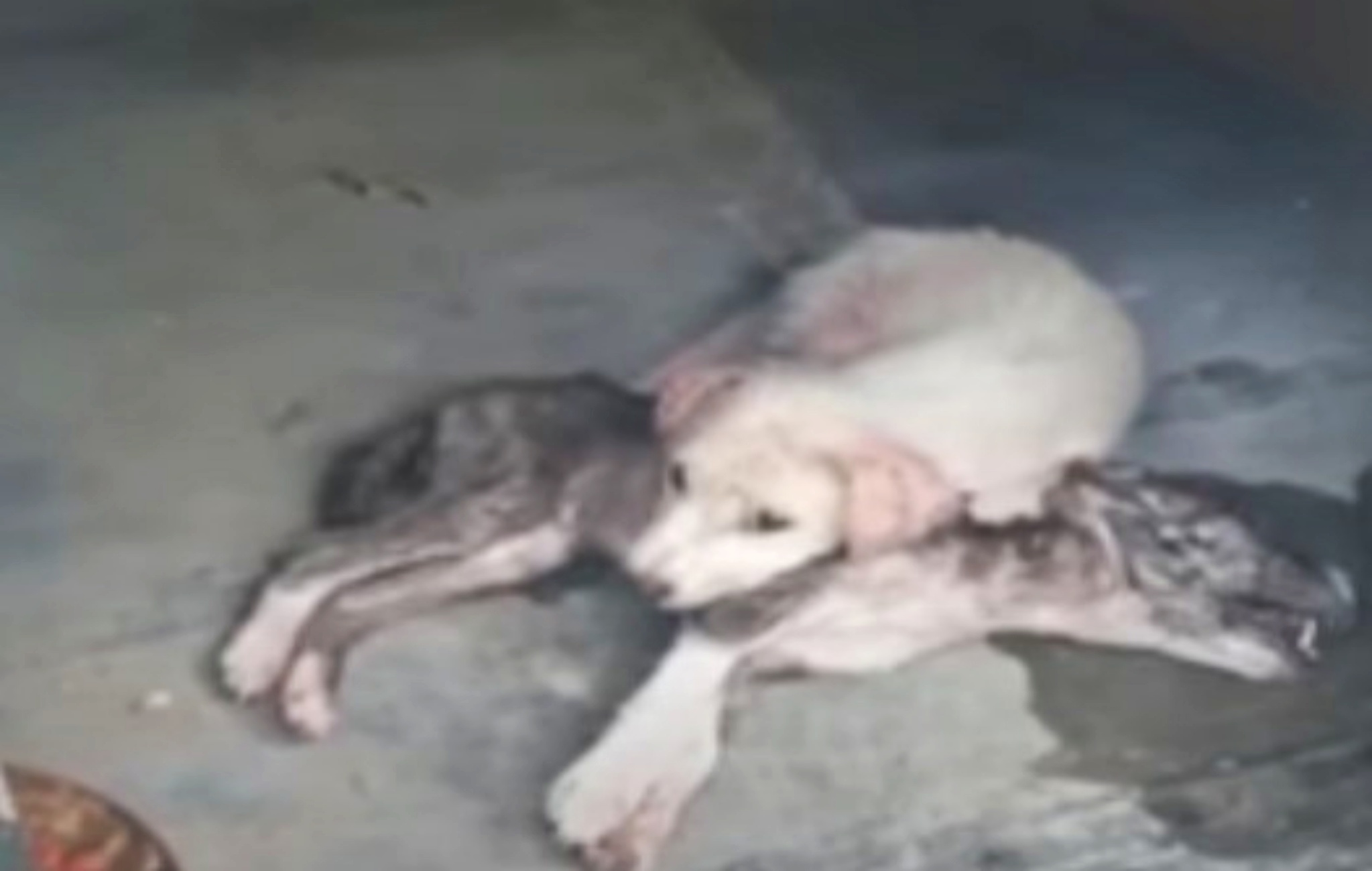 cagnolina e cagnolino