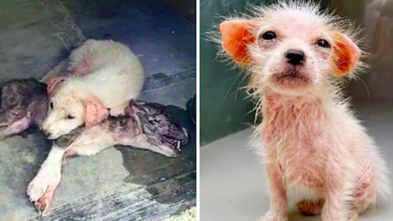 cagnolino e cagnolina