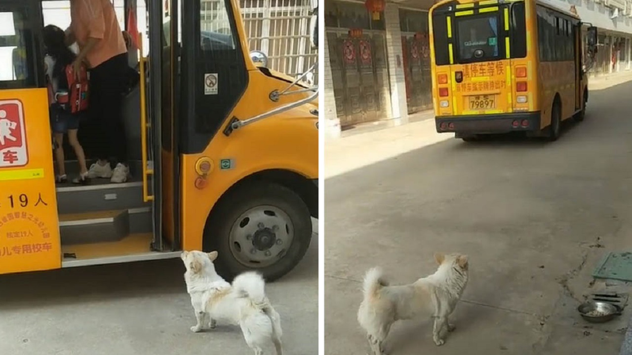 Il cane attende lo scuolabus della padrona