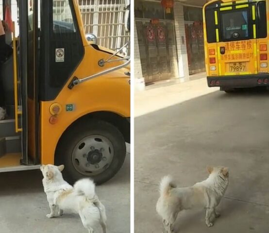 Il cane accompagna la sua mamma umana allo scuolabus