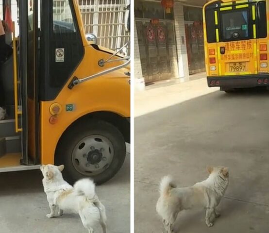 Il cane fedele aspetta con la sua padroncina l’autobus ogni giorno per assicurarsi che sia al sicuro