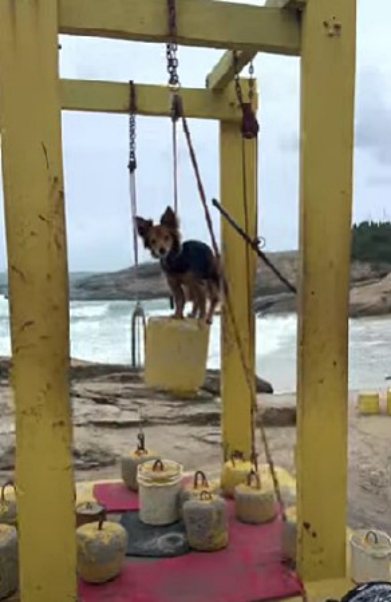 cagnolino su attrezzo