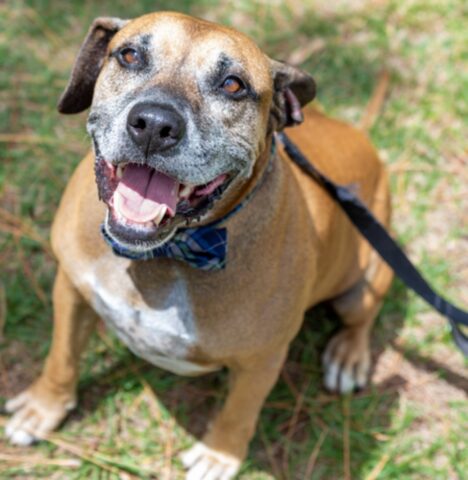 Il cane anziano ha aspettato più di 8 anni in un rifugio prima di essere finalmente adottato