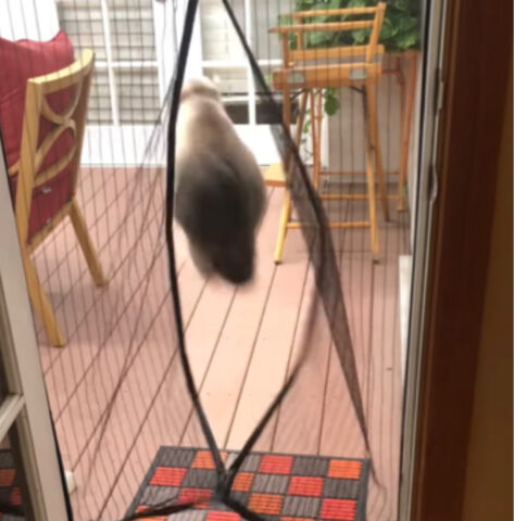 Il cane attraversa la tendina magnetica, ma il suo amico gatto vuole farlo in modo diverso