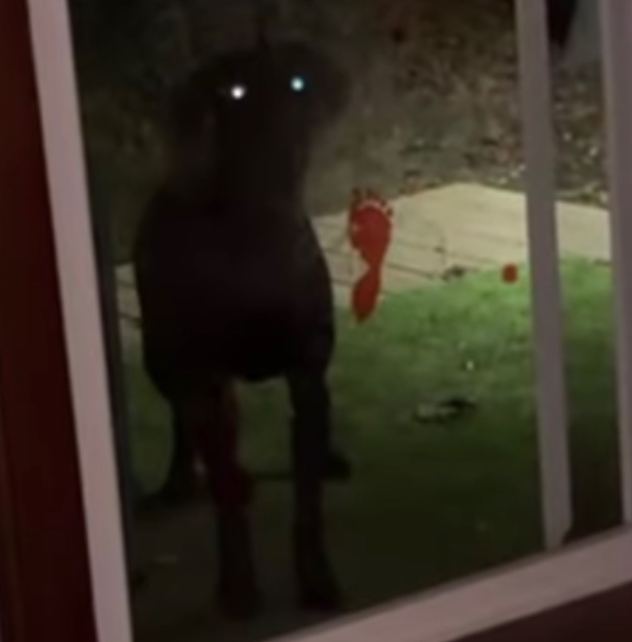 Cane bussa alla finestra e fa davvero paura