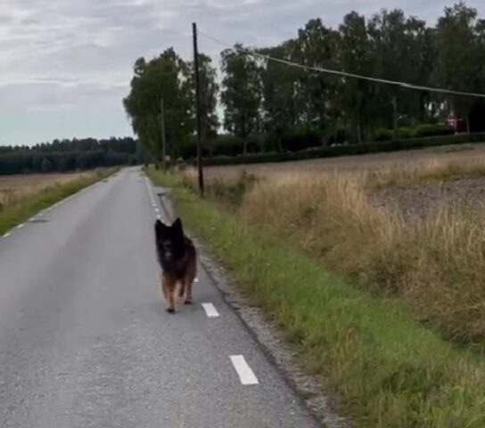 Il cane cerca le chiavi della mamma dopo che le ha perse durante una passeggiata