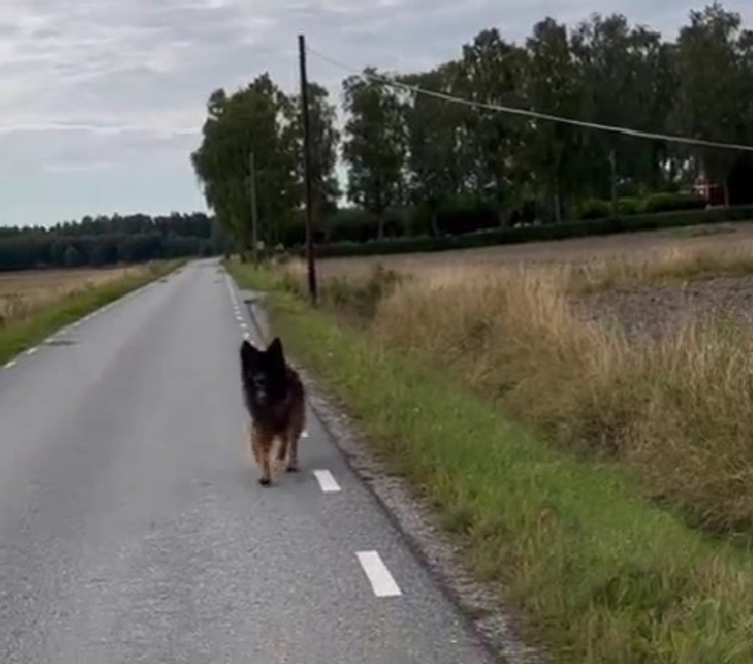 cane che passeggia