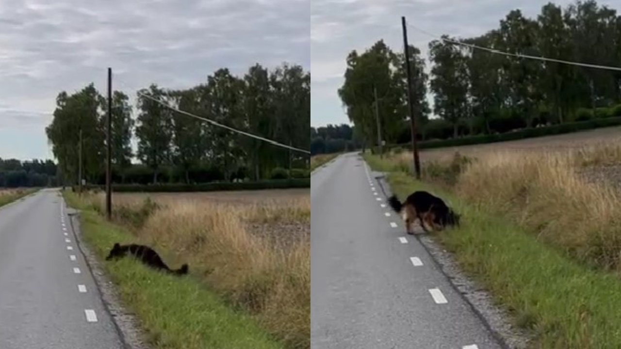 cane in passeggiata