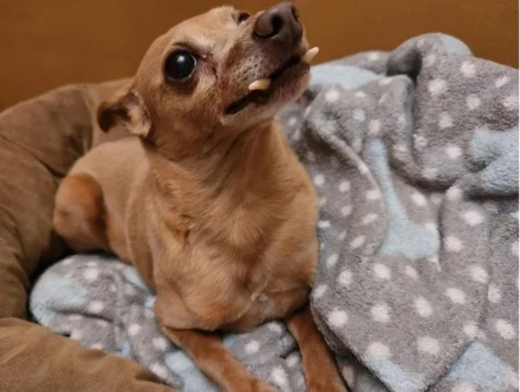 cane con denti sporgenti