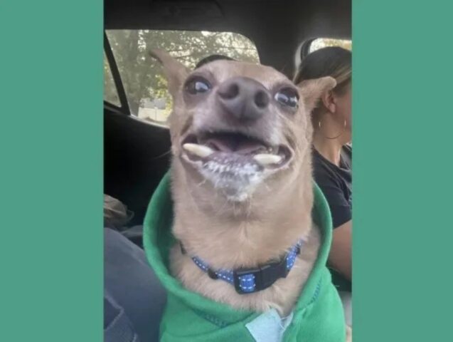 Il cane con i denti storti torna in canile dopo 10 anni di adozione, per un motivo stupido