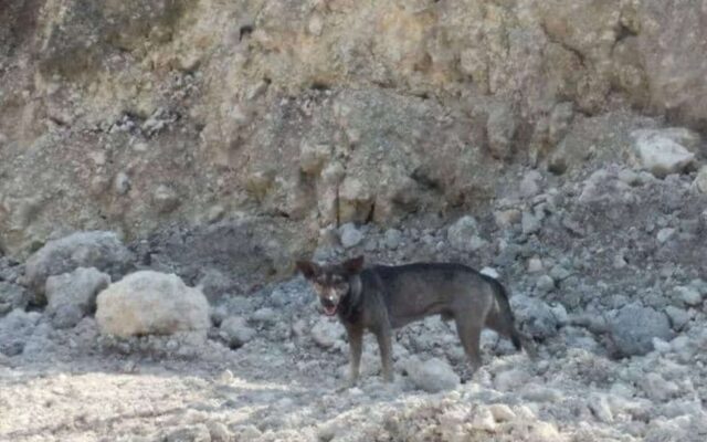 Il cane coraggioso ha guidato il motociclista proprio lì dove si trovava il neonato abbandonato