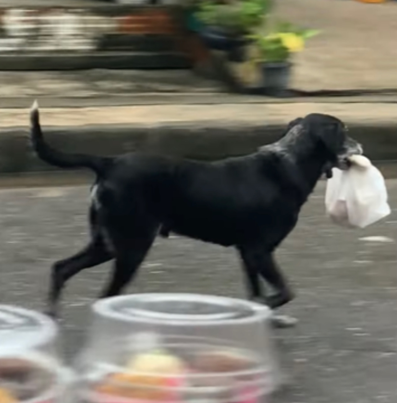 Cane corre con il sacchetto bianco