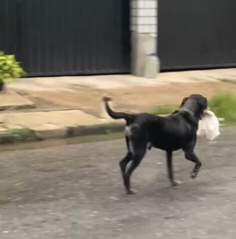 Cane corre verso casa con un sacchetto
