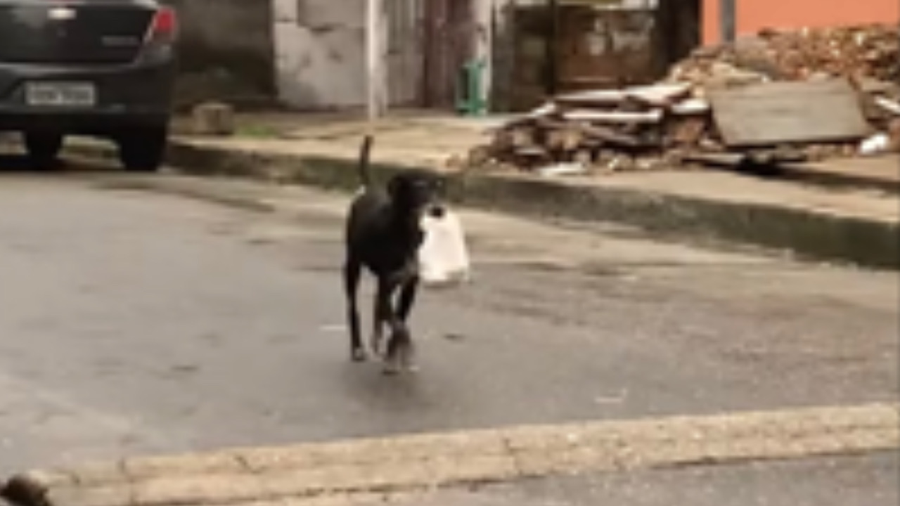 Cane torna a casa con il sacchetto bianco