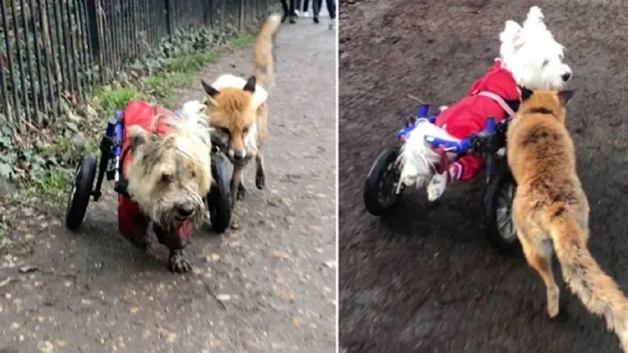 Il cane disabile insieme alla sua amica volpe