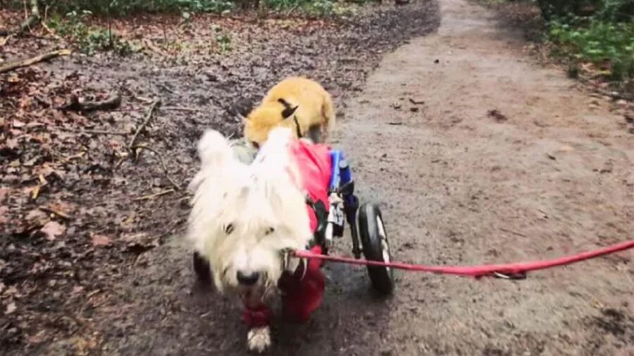 Il cane disabile con il carrellino