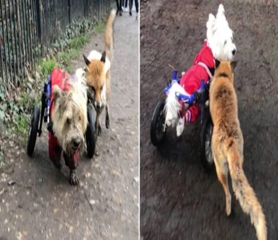 Il cane disabile con il carrellino diventa la guida perfetta per una volpe che non ci vede più