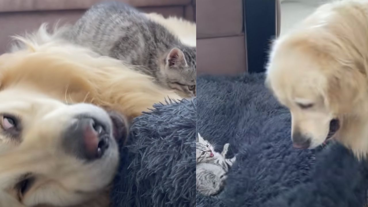 il cane prova a riprendersi il letto lottando con il suo amico