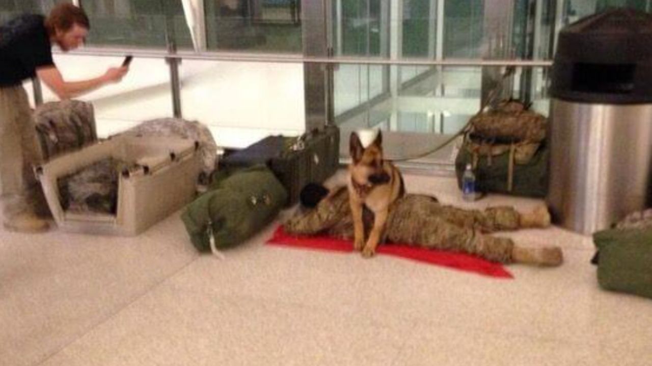 un amico fedele protegge il suo compagno mentre dorme in aeroporto
