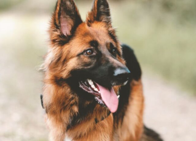 Il cane fedele veglia sul suo amico soldato mentre lui dorme in aeroporto, aspettando di partire