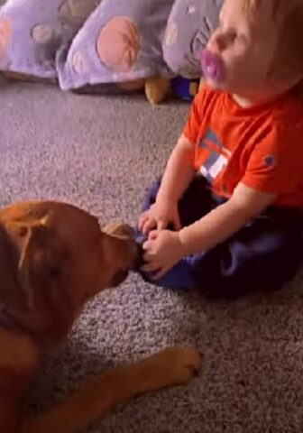 Il cane ha imparato a togliere i calzini al suo fratellino umano e la scena è esilarante