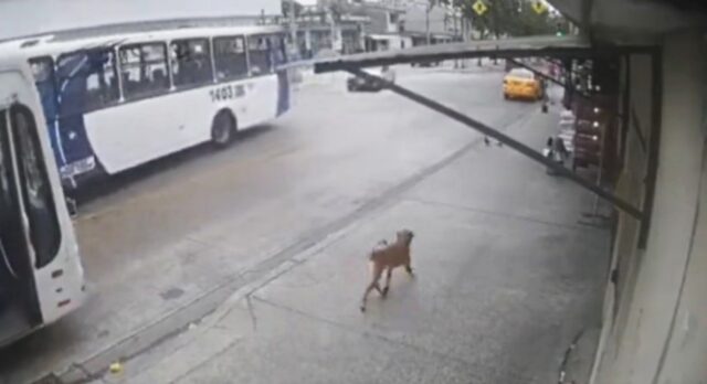 Il cane intelligente sorprende la sua mamma prendendo l’autobus per andare a trovarla al lavoro