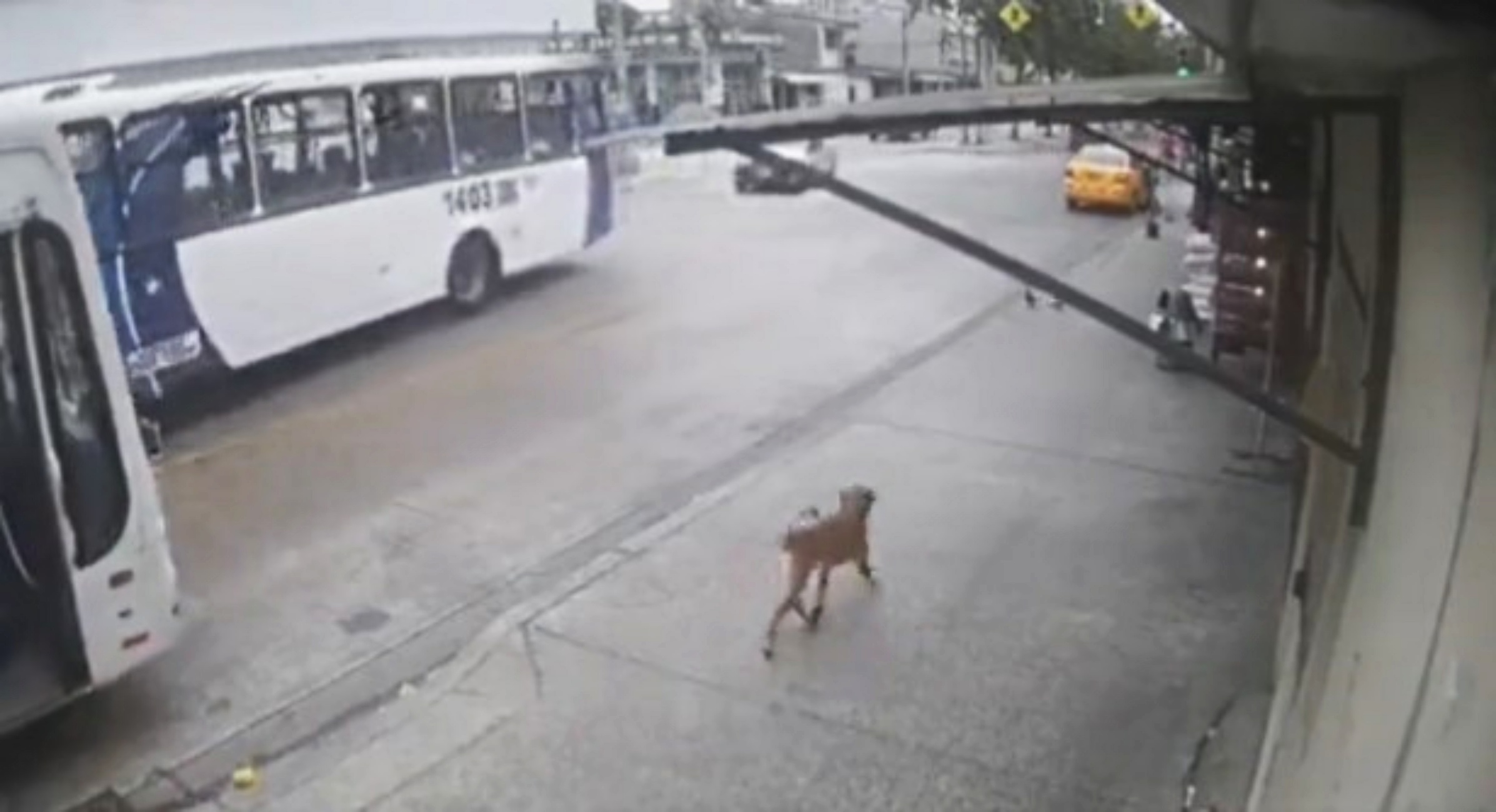 cagnolone in strada