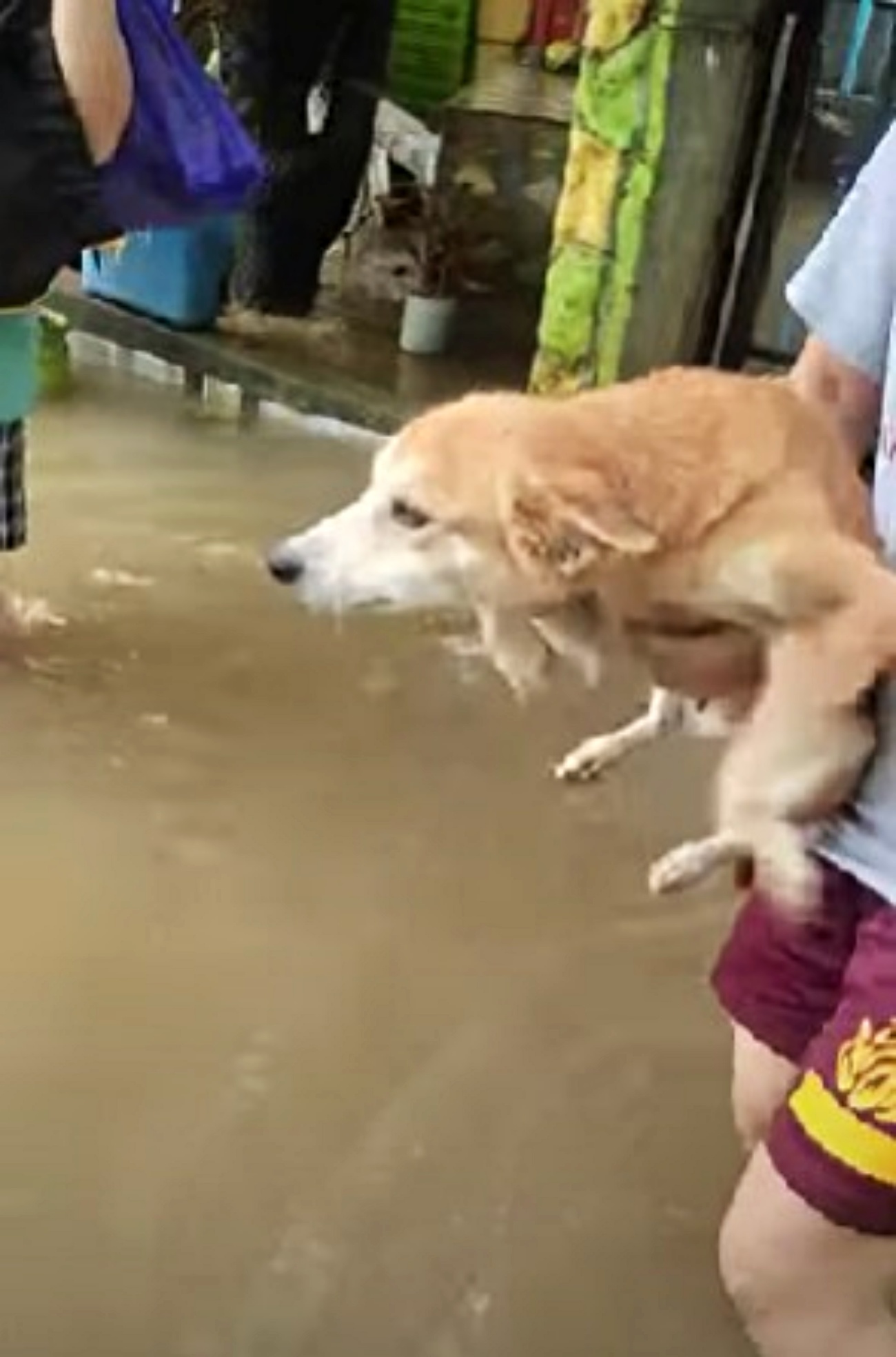 cagnolona che nuota