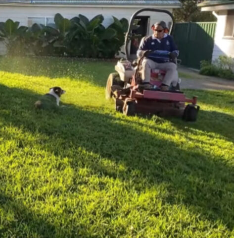 Il cane non intende muoversi dal suo posto e si trasforma in una creatura ricoperta di verde